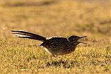 Greater Roadrunner